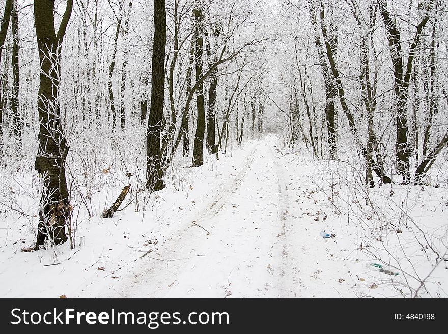 Winter forest road in Central Ukraine. Winter forest road in Central Ukraine