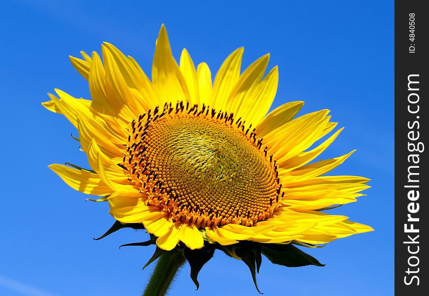 Yellow sunflower against the sky
