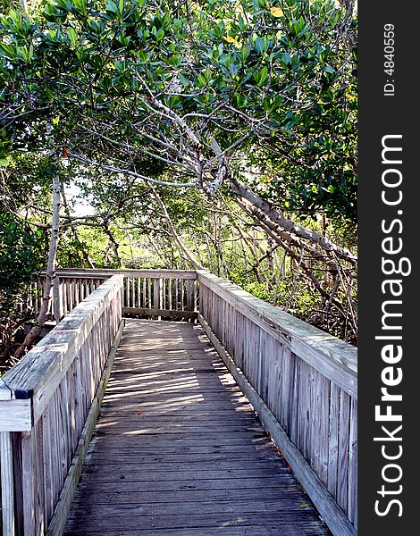 Boardwalk through the forest