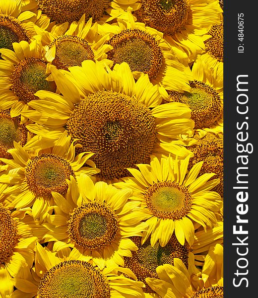 Yellow sunflowers in a bouquet