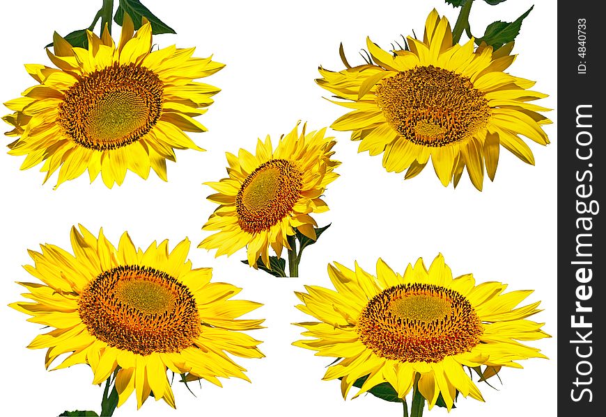 Yellow sunflowers isolated on white