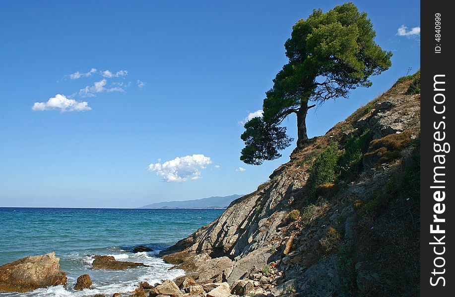 A beautiful pine at the coast of Aegean sea. A beautiful pine at the coast of Aegean sea