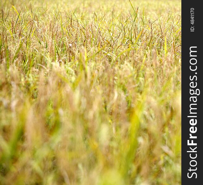 A paddy field ready for harvest.