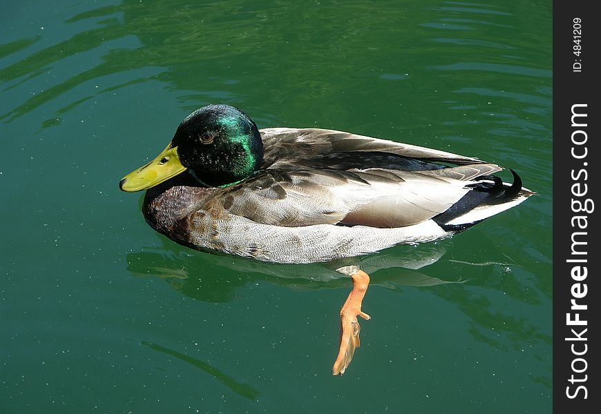This Malard duck is eagerly awaiting food, he doesn't seem to want to leave the fishing area.