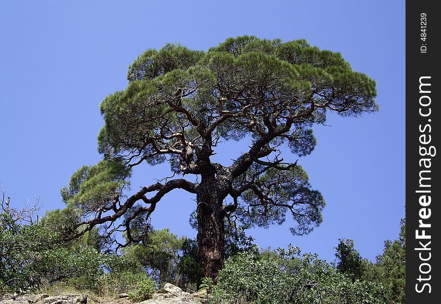 Pine in the reserve of Karaul-Oba in the Crimea