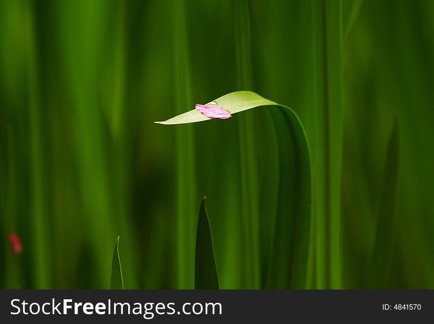 A petal in the late spring