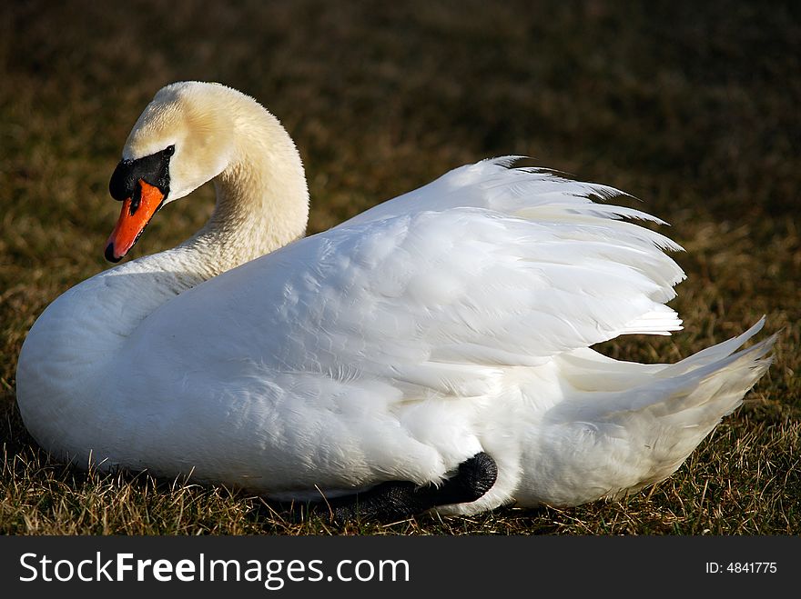 A mute swan resting on the banks of a pond. A mute swan resting on the banks of a pond