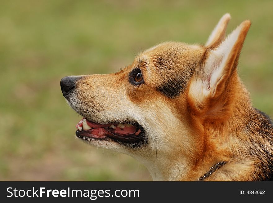 Portrait of beautiful dog on the background green grass