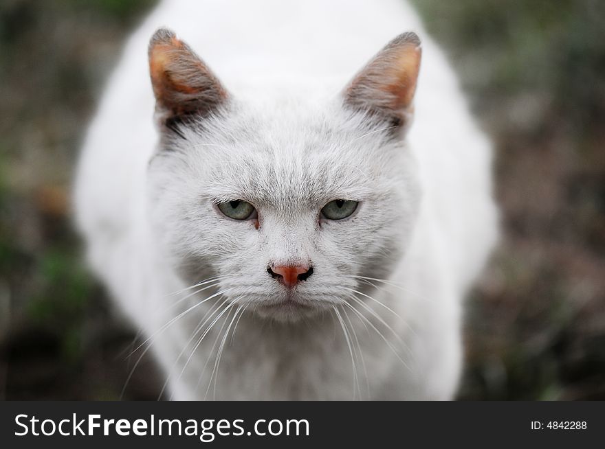 Cute white cat with sharp eyes