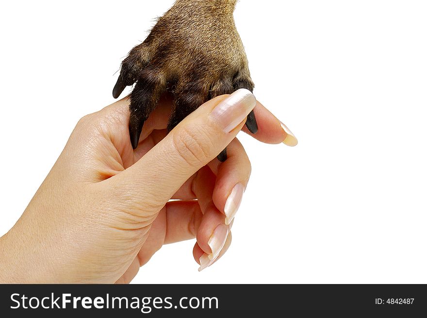 Human hand and animal's paw isolated on white background. Human hand and animal's paw isolated on white background
