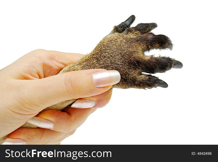 Human hand holding animal's paw. Human hand holding animal's paw