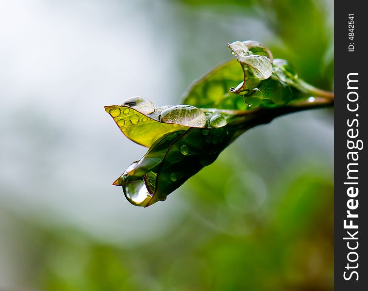 Beautiful fresh green leaves with drops. Beautiful fresh green leaves with drops