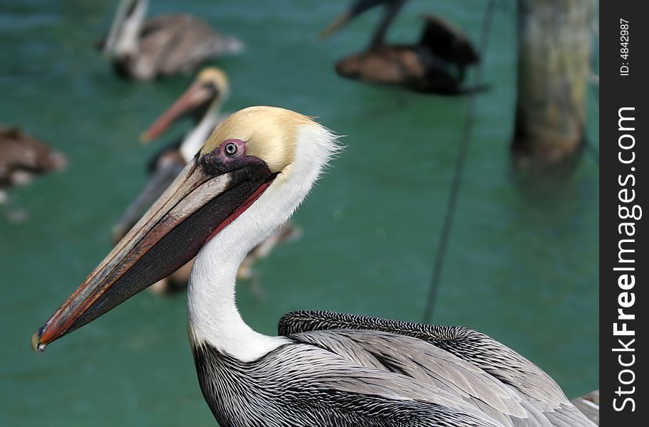 Single Pelican sitting on a dock