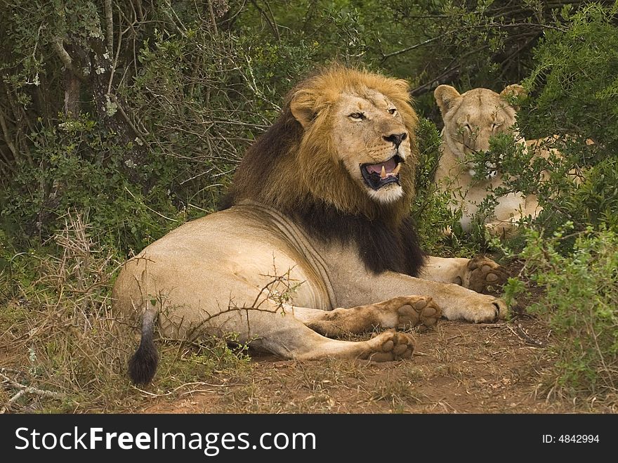 A dominant Male lion watches over his lioness. A dominant Male lion watches over his lioness
