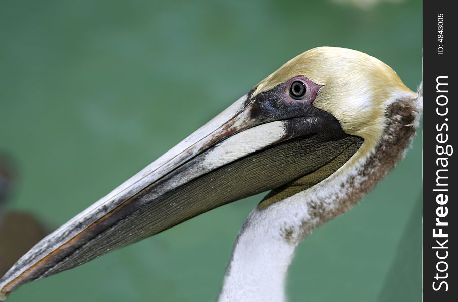 Close up of a Pelican's Head. Close up of a Pelican's Head