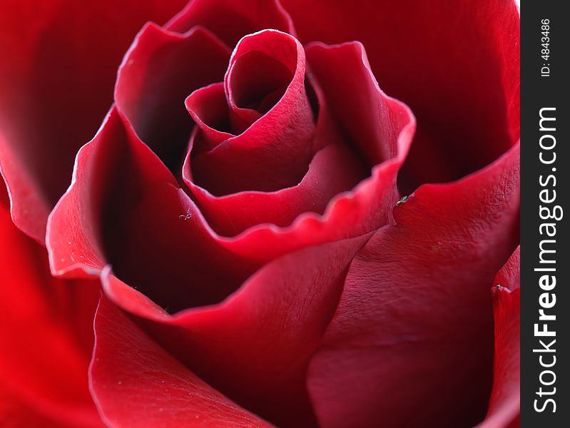 A red rose close up. A red rose close up