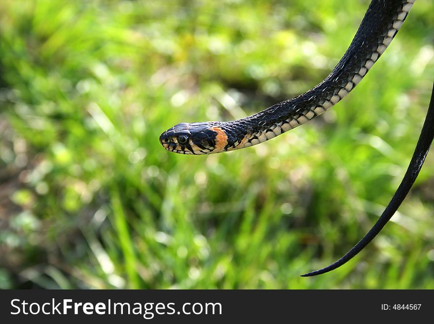 Snake reptile hanging