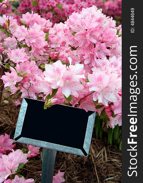 A black blank sign sits in front of some pink azaleas. A black blank sign sits in front of some pink azaleas.