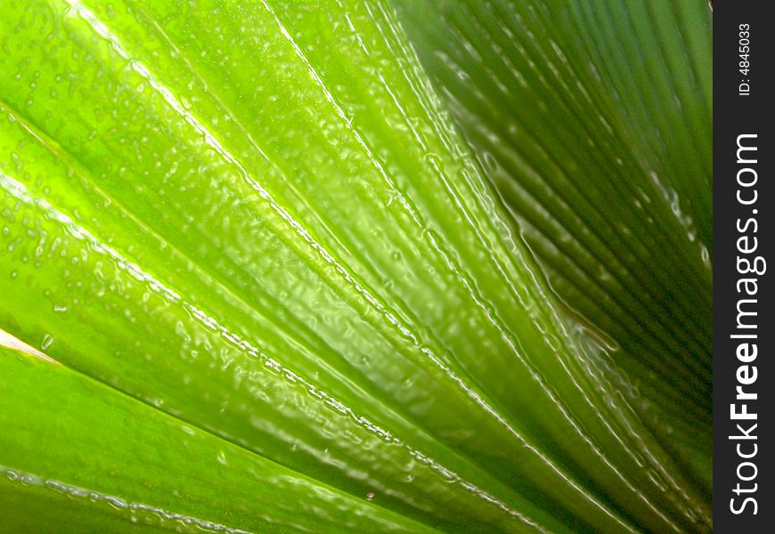 Getting up close and personal with the leaves of a very old plant in my garden, the photograph came out beautifully. Getting up close and personal with the leaves of a very old plant in my garden, the photograph came out beautifully....