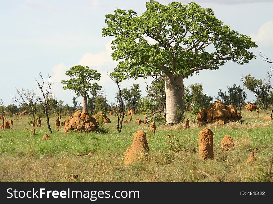 Feature land with particular trees and narrow heaps of dirt. Kimberley, Western Australia, Australia