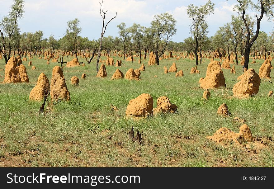 Feature land with particular grass full of heaps of dirt. Kimberley, Western Australia, Australia. Feature land with particular grass full of heaps of dirt. Kimberley, Western Australia, Australia