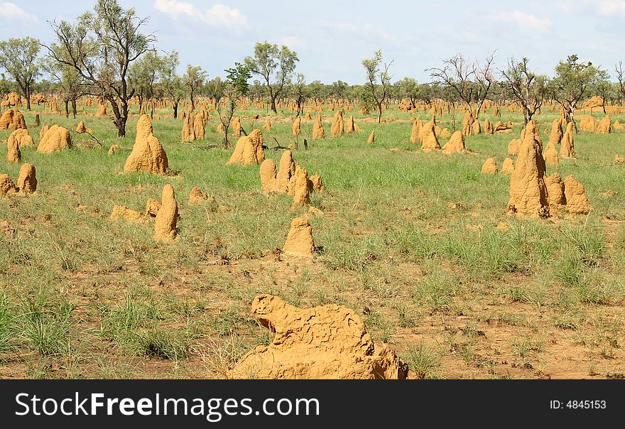 Feature land with particular grass full of heaps of dirt. Kimberley, Western Australia,  Australia. Feature land with particular grass full of heaps of dirt. Kimberley, Western Australia,  Australia