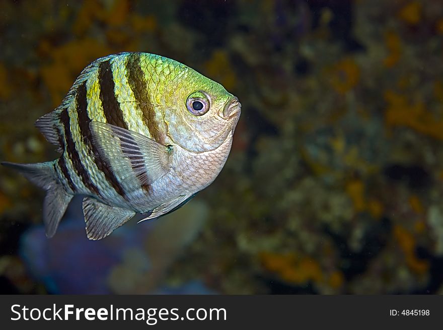 A stripy Sergeant Major fish in a defensive pose with copy space to the right. A stripy Sergeant Major fish in a defensive pose with copy space to the right.