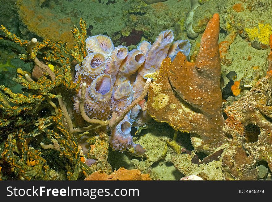 A colorful selection of Bahamian sponges growing in close proximity.