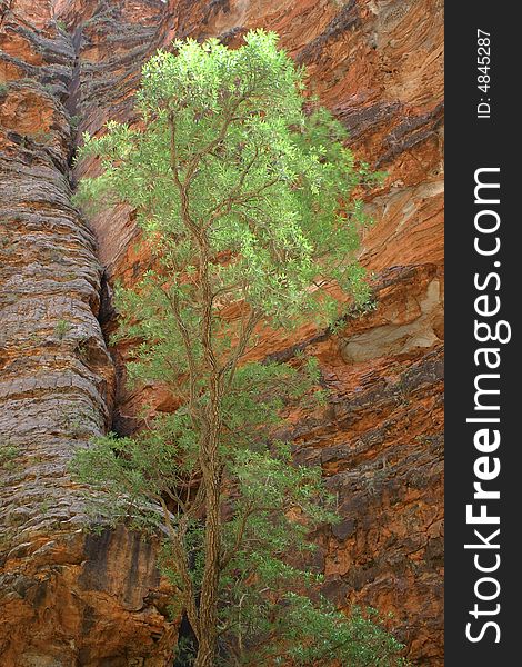 Green tree against a geological feature in Piccaninny Creek. Bungle Bungle national park, Western Australia, Australia. Green tree against a geological feature in Piccaninny Creek. Bungle Bungle national park, Western Australia, Australia