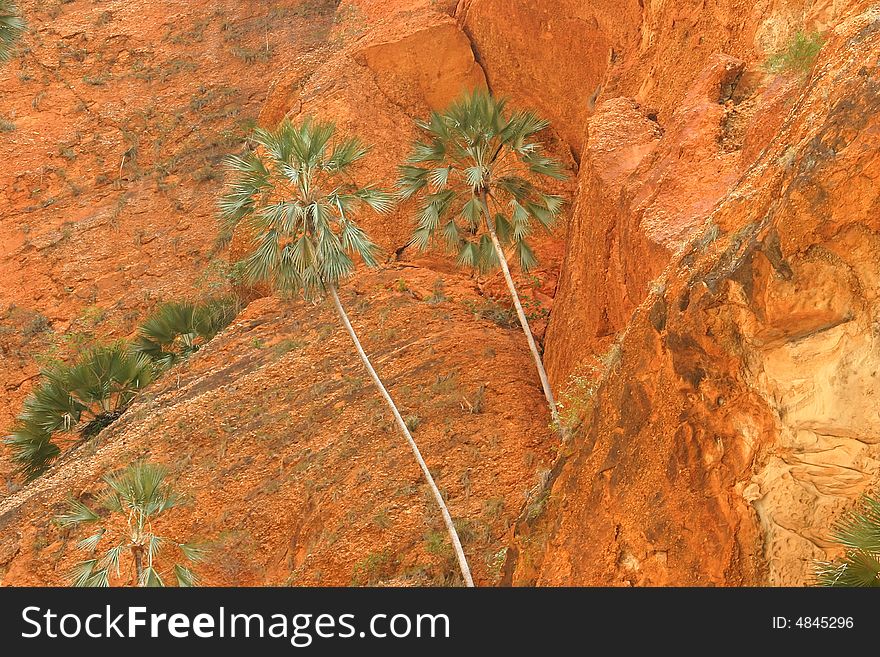 Green treetops against a geological feature in Piccaninny Creek. Bungle Bungle national park, Western Australia, Australia. Green treetops against a geological feature in Piccaninny Creek. Bungle Bungle national park, Western Australia, Australia