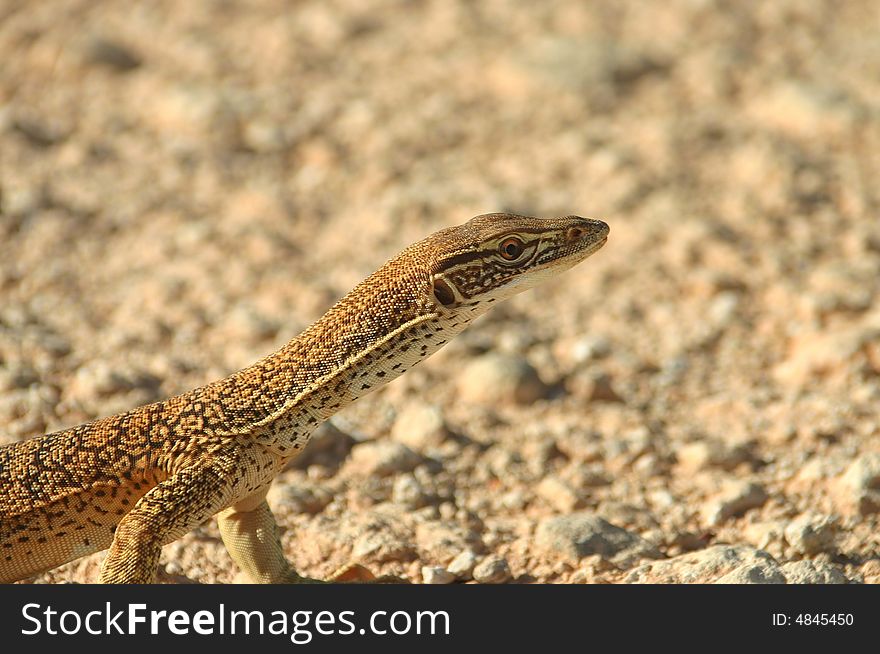 A close up portrait of a lizard basking in Australia's outback. Wildlife. Tanami road, Northern Territory, Australia. A close up portrait of a lizard basking in Australia's outback. Wildlife. Tanami road, Northern Territory, Australia.