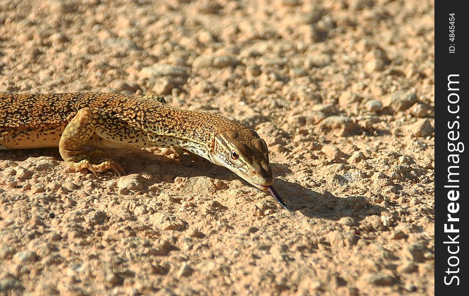 Basking goanna