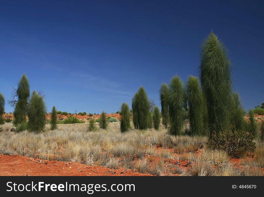 Green cypreses against beautiful azure sky.  Northern Territory.  Australia. Green cypreses against beautiful azure sky.  Northern Territory.  Australia