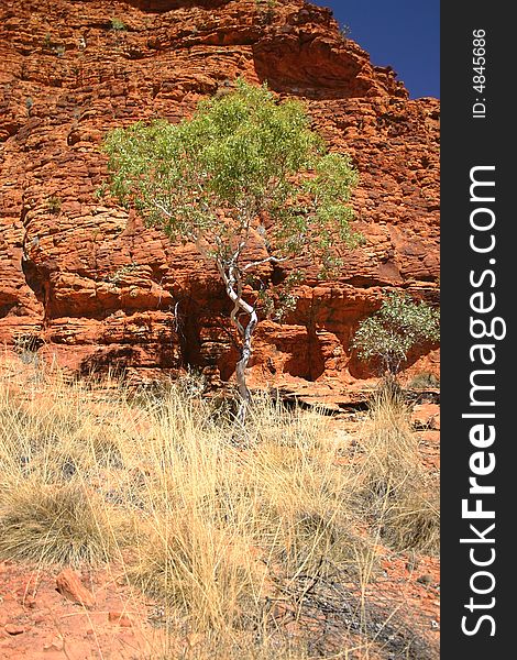 Tree against red rocks in Kings canyon. Watarrka National Park. Northern Territory. Australia