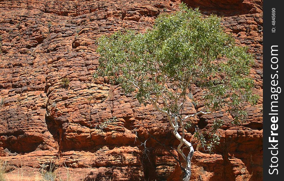 Treetop against red rocks in Kings canyon. Watarrka National Park. Northern Territory. Australia