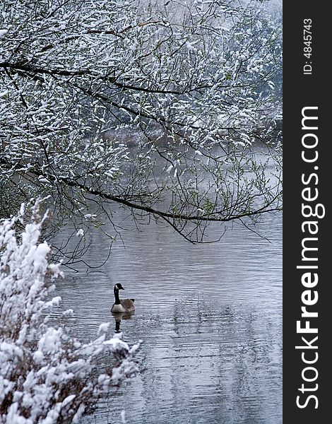 Lone goose swimming in lake