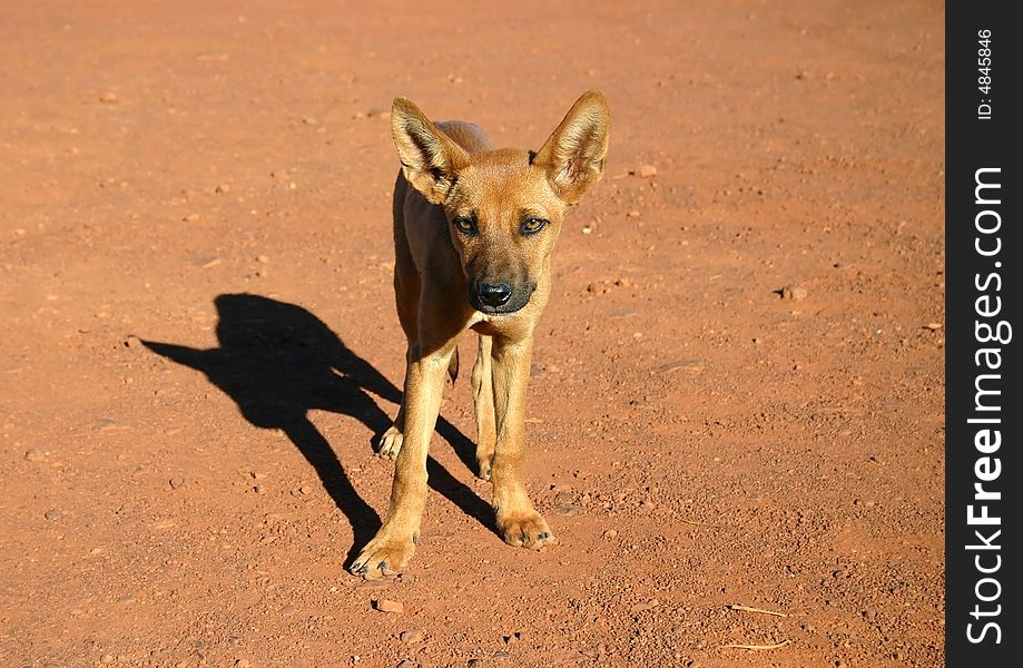 Cute brown doggy looking at camera. Northern Territory, Australia