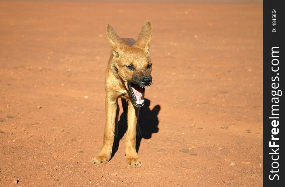 Cute brown doggy yawning in front of a camera. Northern Territory, Australia