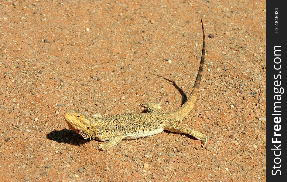 A close up portrait of a Frill Neck Lizard basking in Australia's outback. Wildlife. Oodnadatta track, South Australia