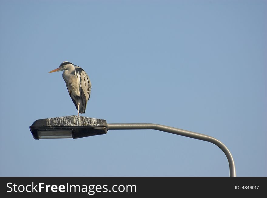 Grey heron resting on top of a street lamp