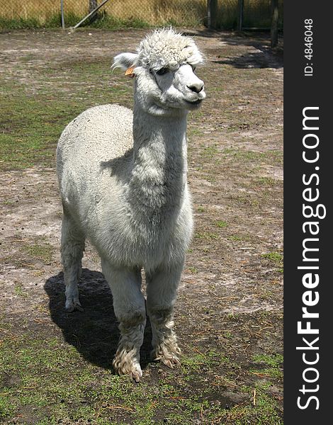 White Llama in captivity looking somewhere. Victoria. Australia