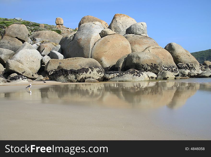 Sea gull standing in wet sand