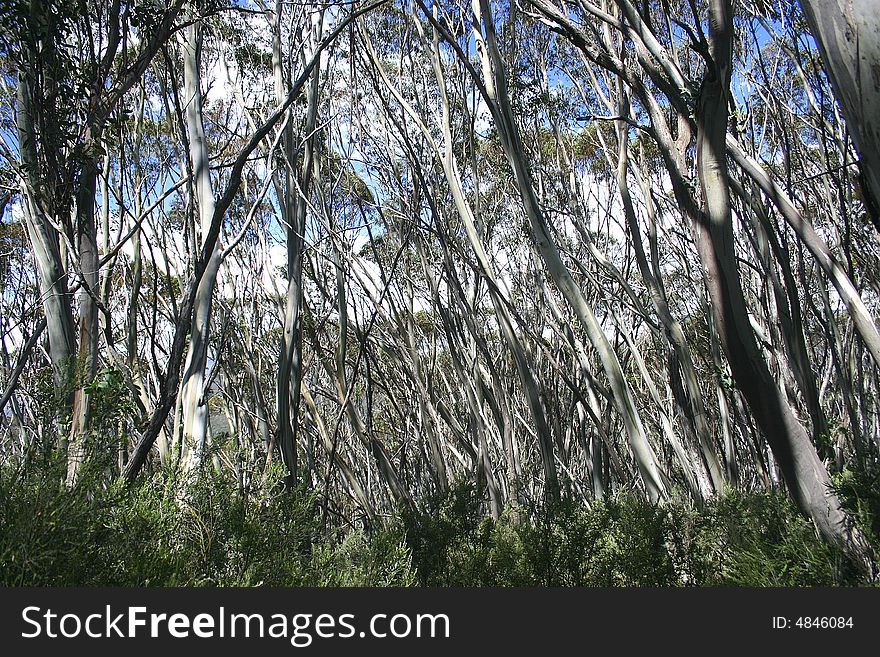 Tree trunks in deep forest of Wilsons Promontory national park. Victoria. Australia