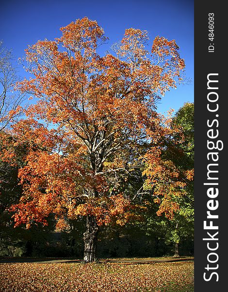 Beautiful Autumn Tree with leaves all around on ground.