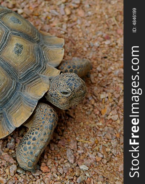 Close-up image of a Desert Tortoise's head, legs and partial shell. Close-up image of a Desert Tortoise's head, legs and partial shell.