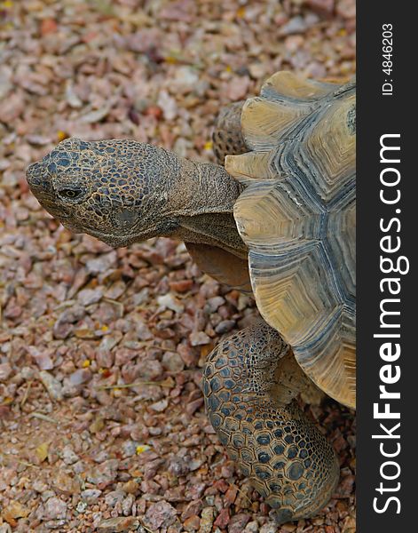 Close-up image of a Desert Tortoise's head, legs and partial shell. Close-up image of a Desert Tortoise's head, legs and partial shell.