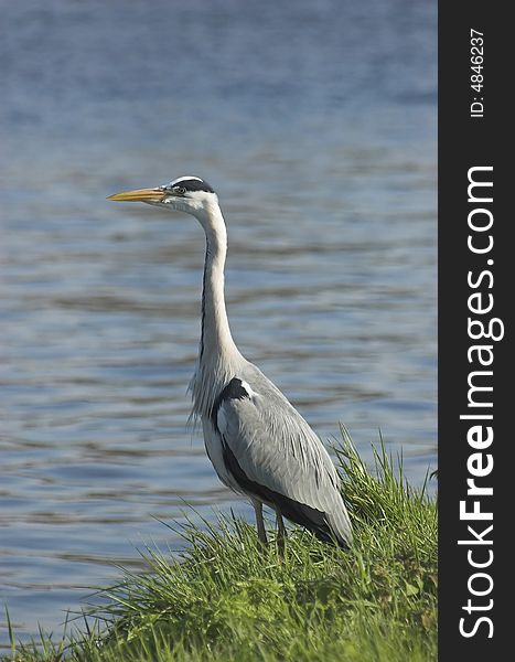 Great grey heron standing at the edge of a canal