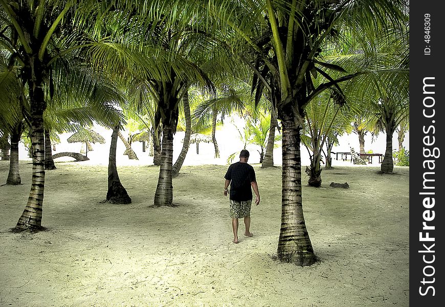 Man walking through palm trees on a tropical island.
