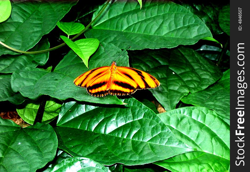 Orange and black striped butterfly. Orange and black striped butterfly.
