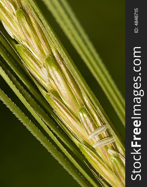 Closeup shot of a stalk of still very green wheat. Closeup shot of a stalk of still very green wheat.